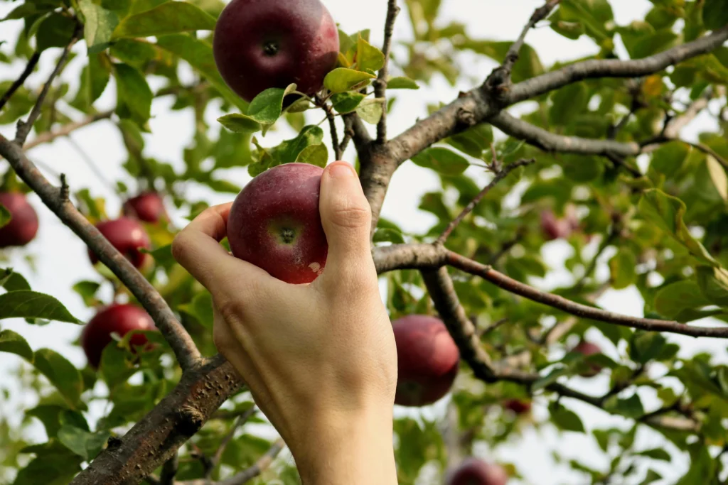 Pick an apple from the tree