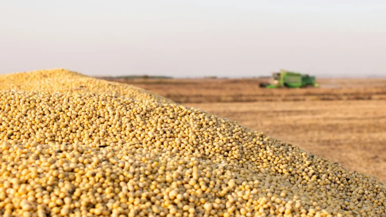 Pile of freshly harvested soybeans in a field, with a combine harvester in the background